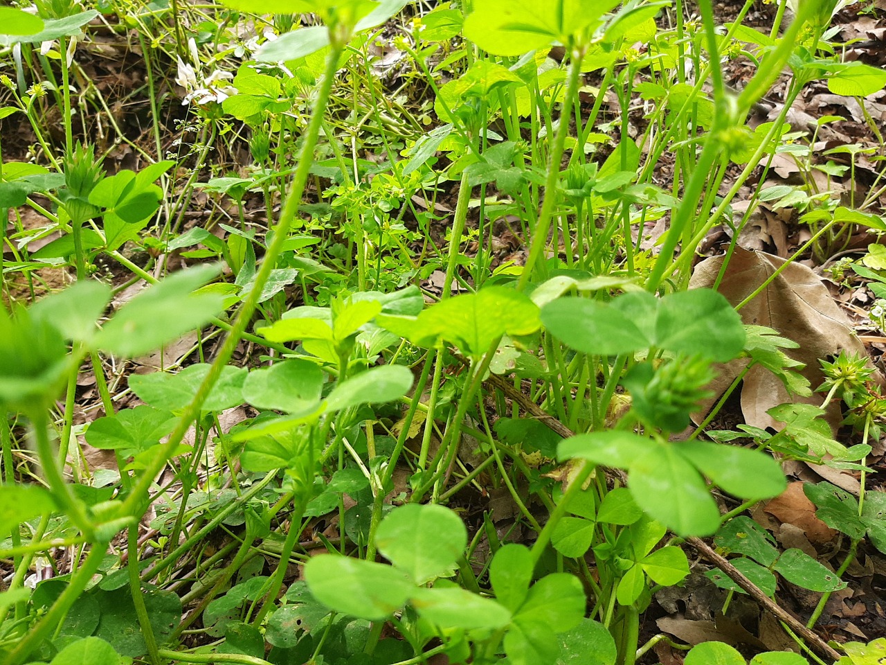 Trifolium clypeatum