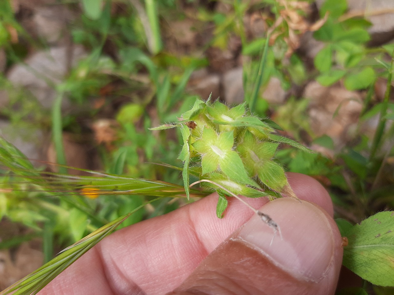 Trifolium clypeatum