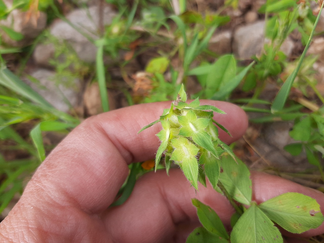 Trifolium clypeatum