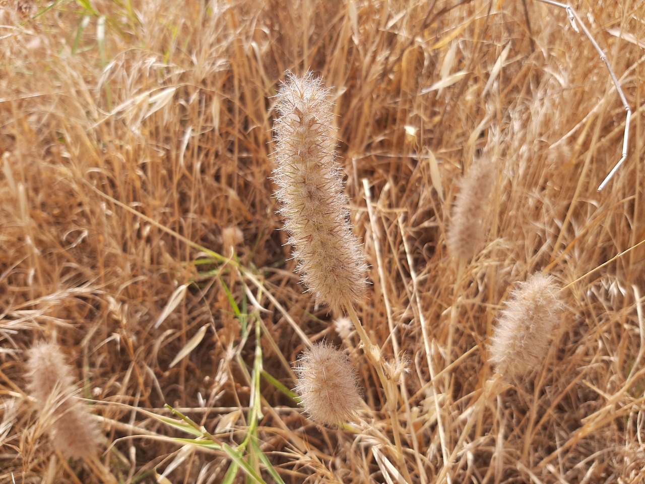 Trifolium purpureum