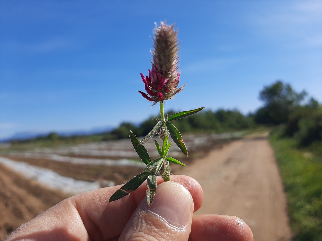 Trifolium purpureum