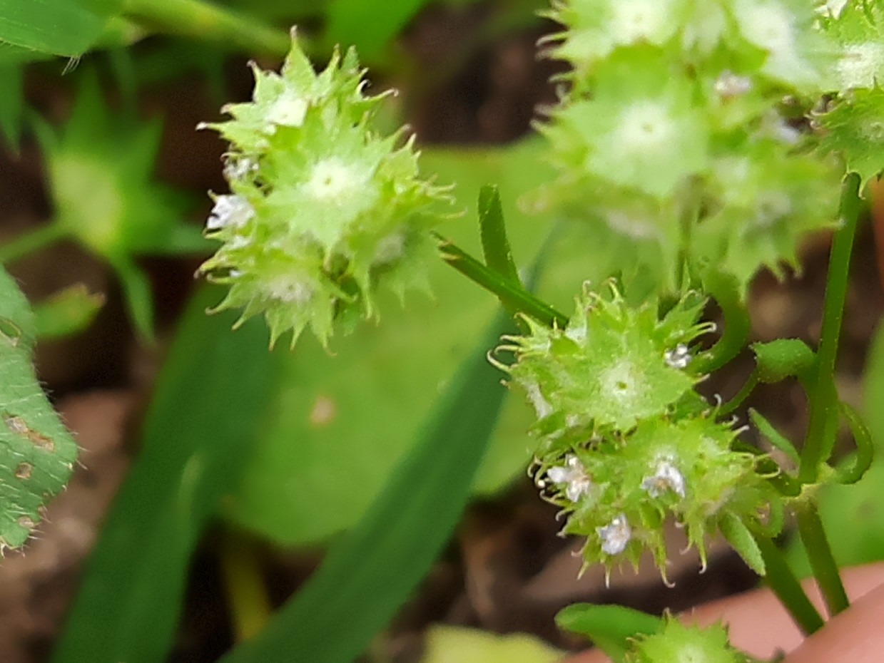 Valerianella discoidea