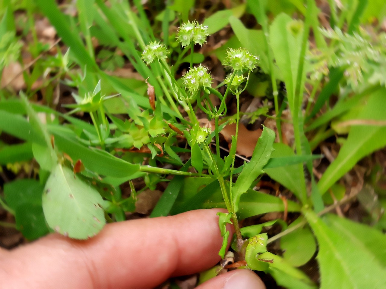 Valerianella discoidea