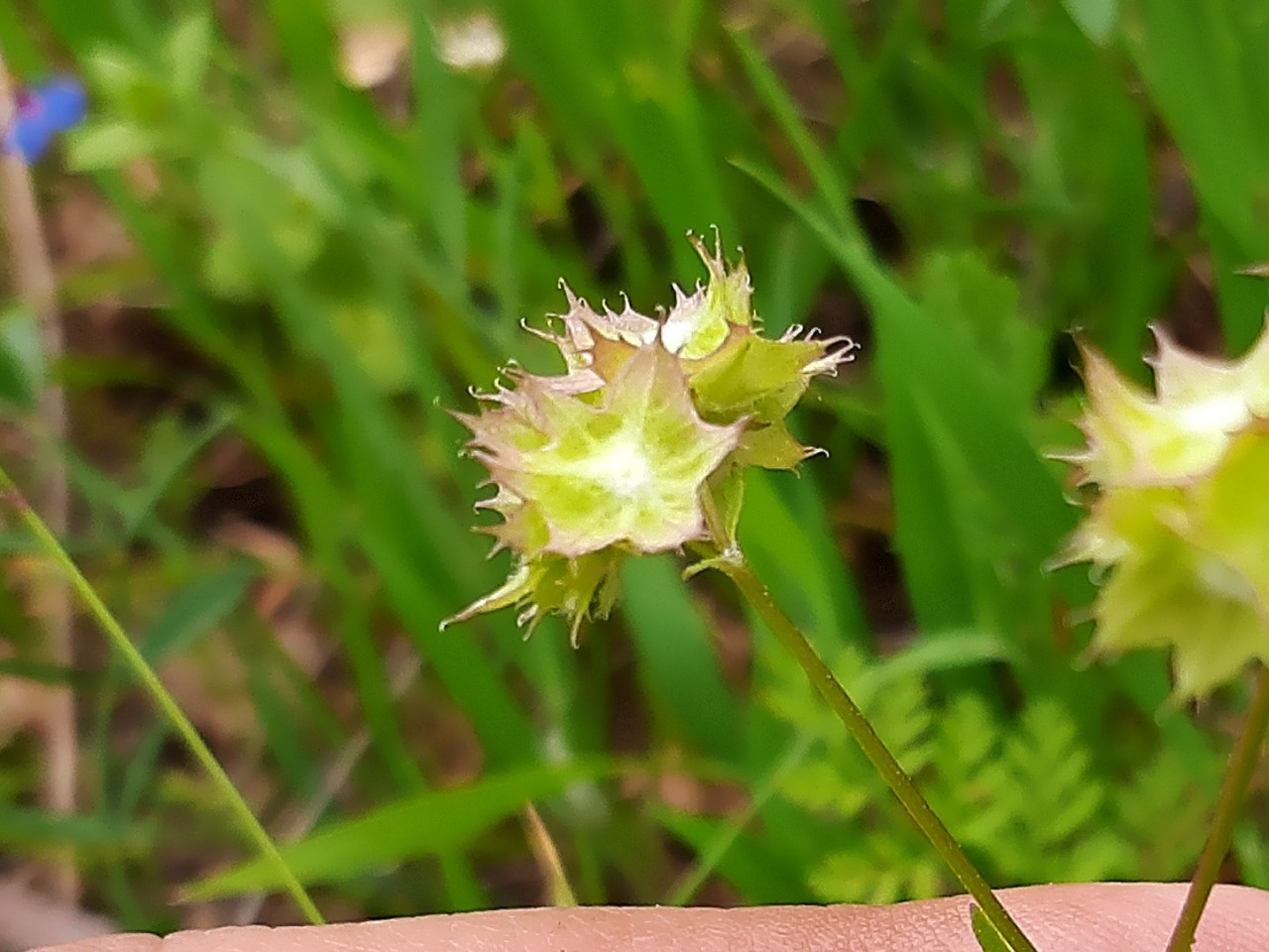 Valerianella obtusiloba