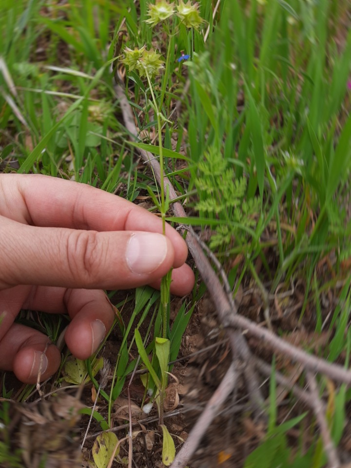 Valerianella obtusiloba