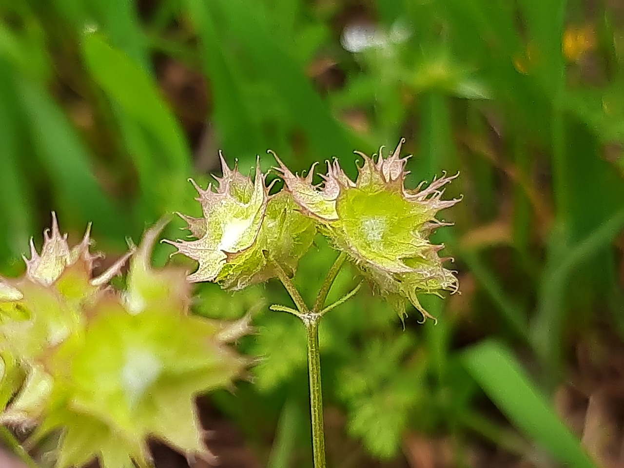 Valerianella obtusiloba