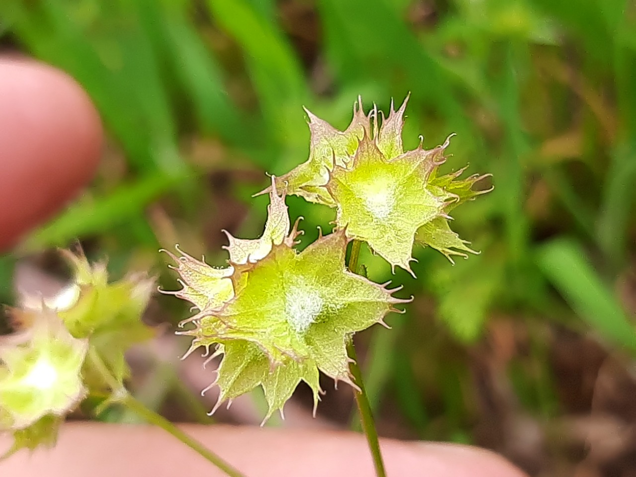 Valerianella obtusiloba