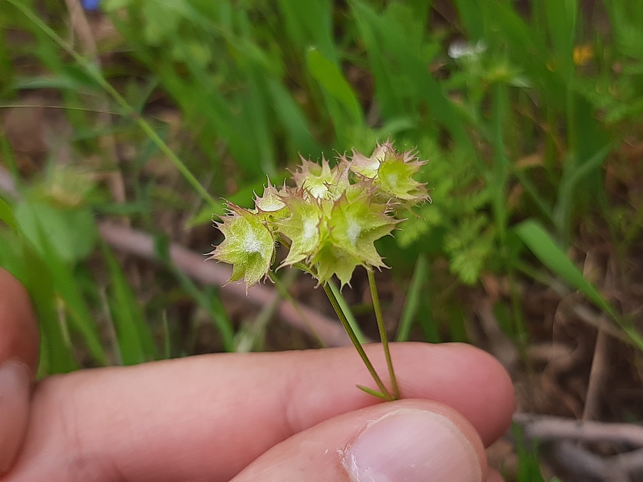 Valerianella obtusiloba