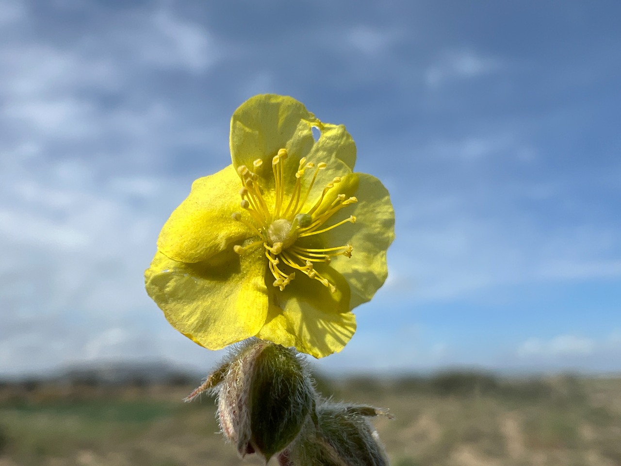 Helianthemum stipulatum