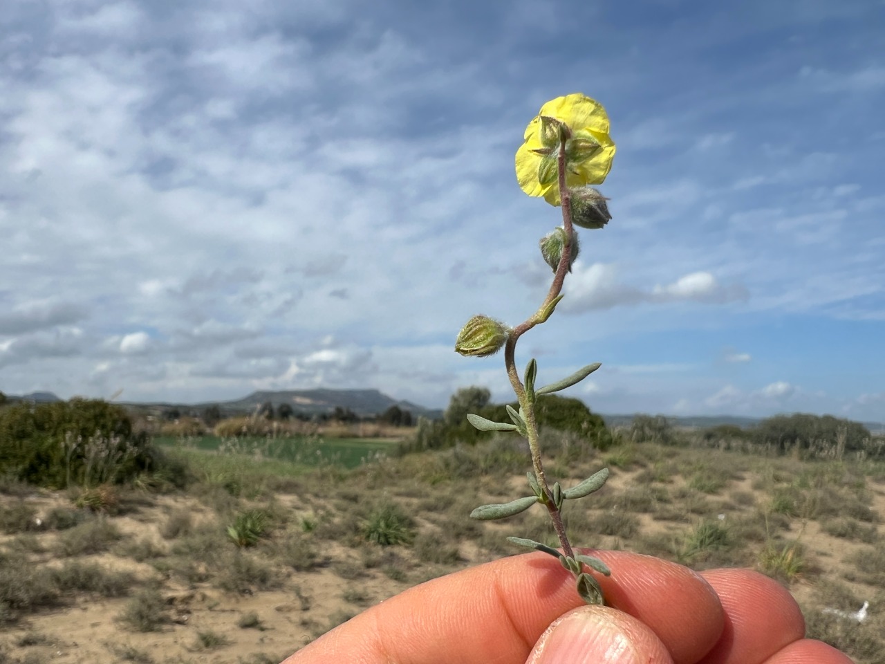 Helianthemum stipulatum