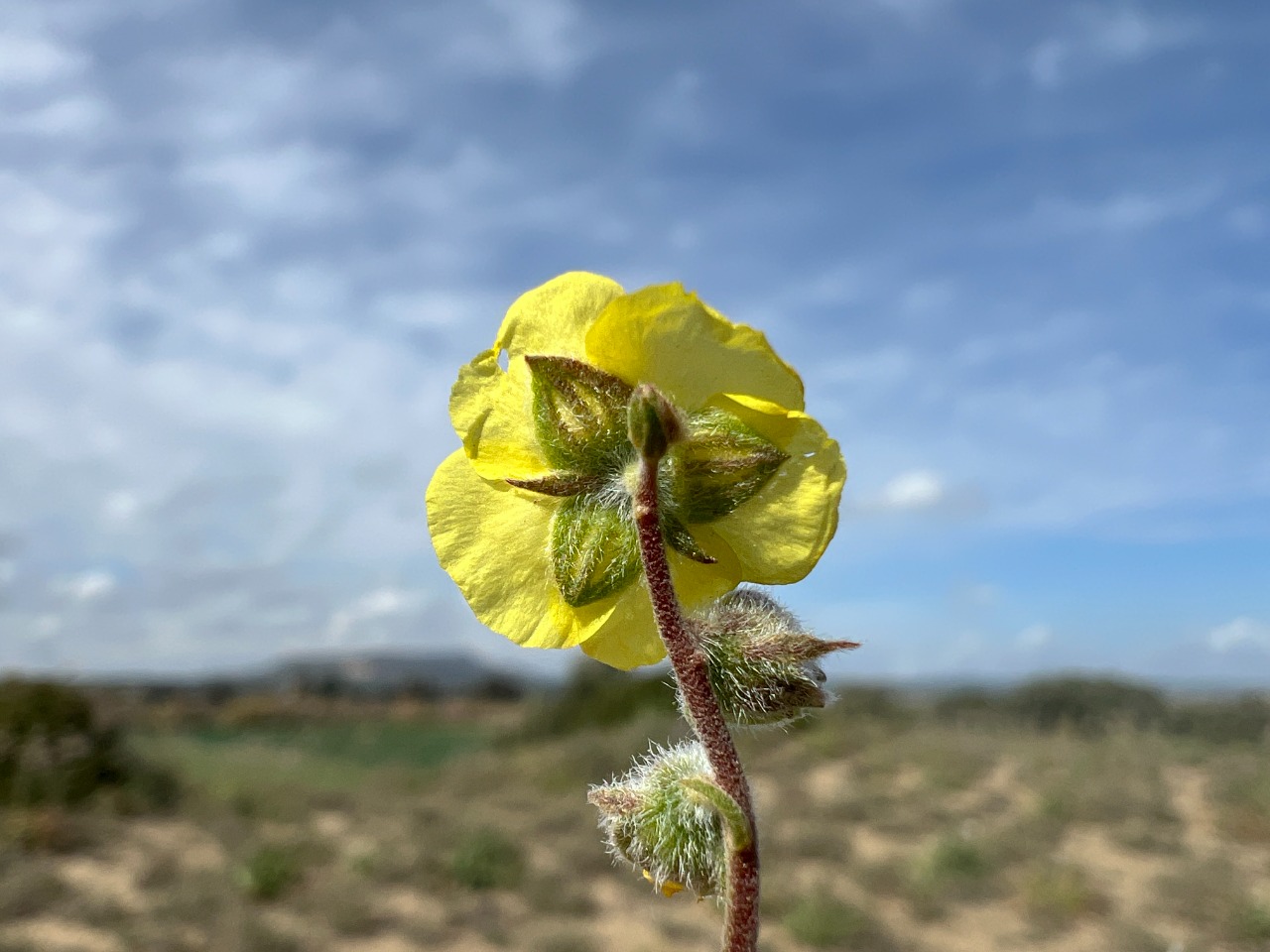 Helianthemum stipulatum