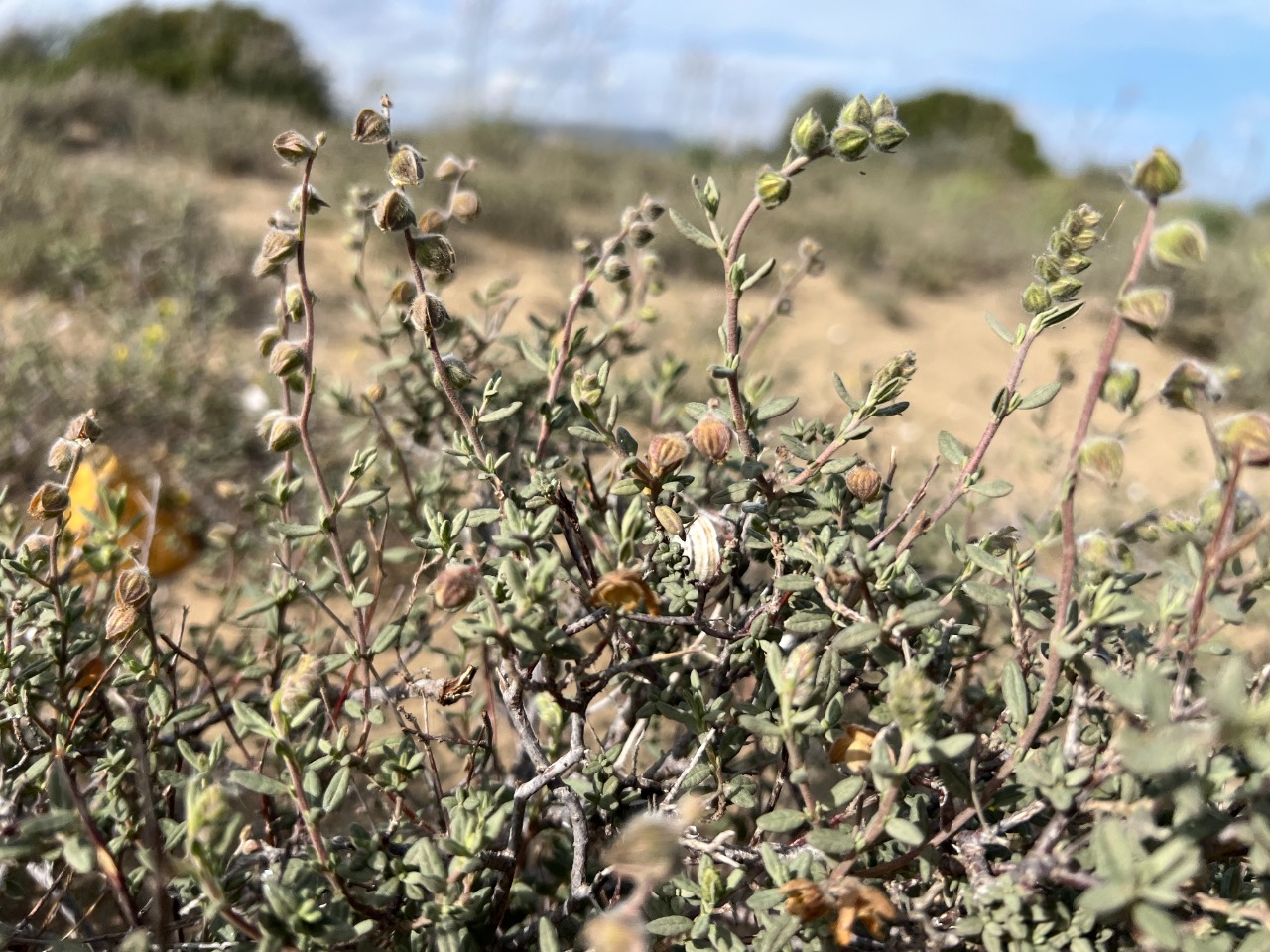 Helianthemum stipulatum