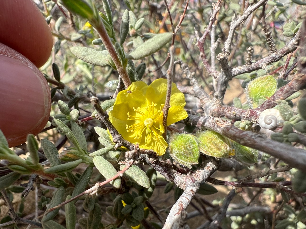 Helianthemum stipulatum