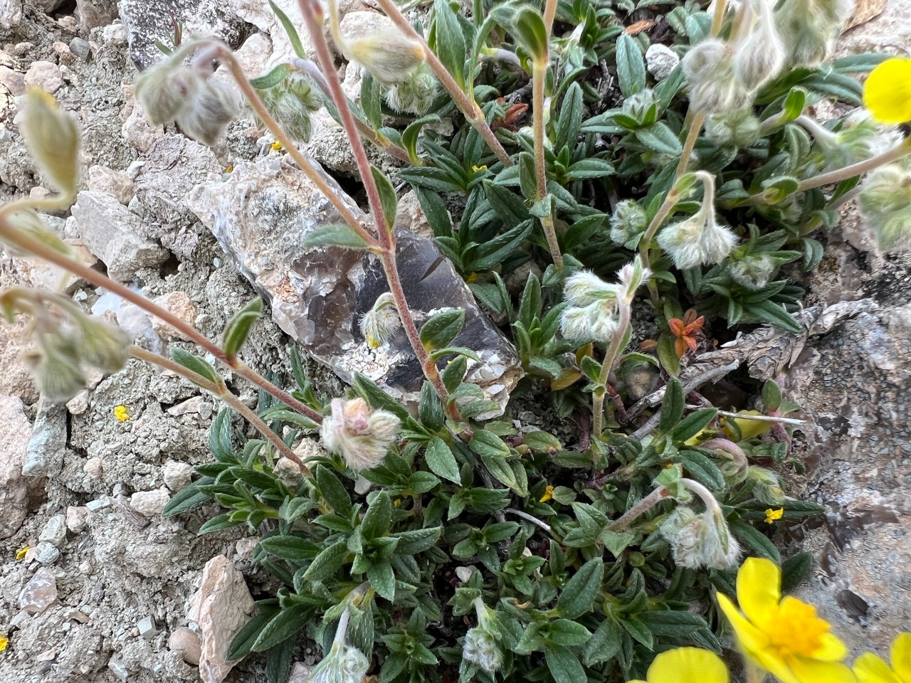 Helianthemum oelandicum