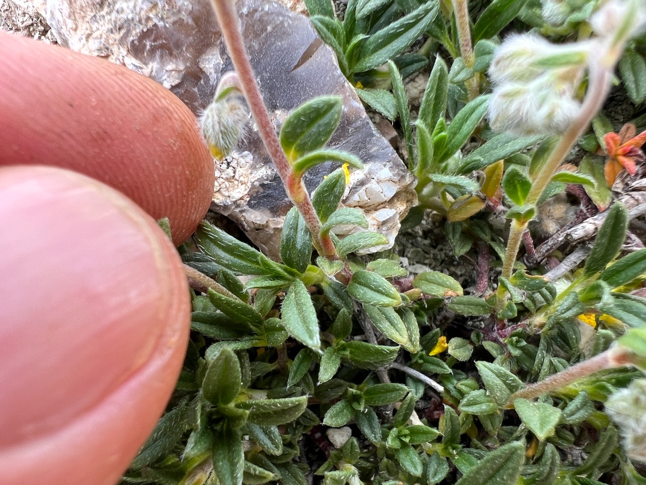 Helianthemum oelandicum