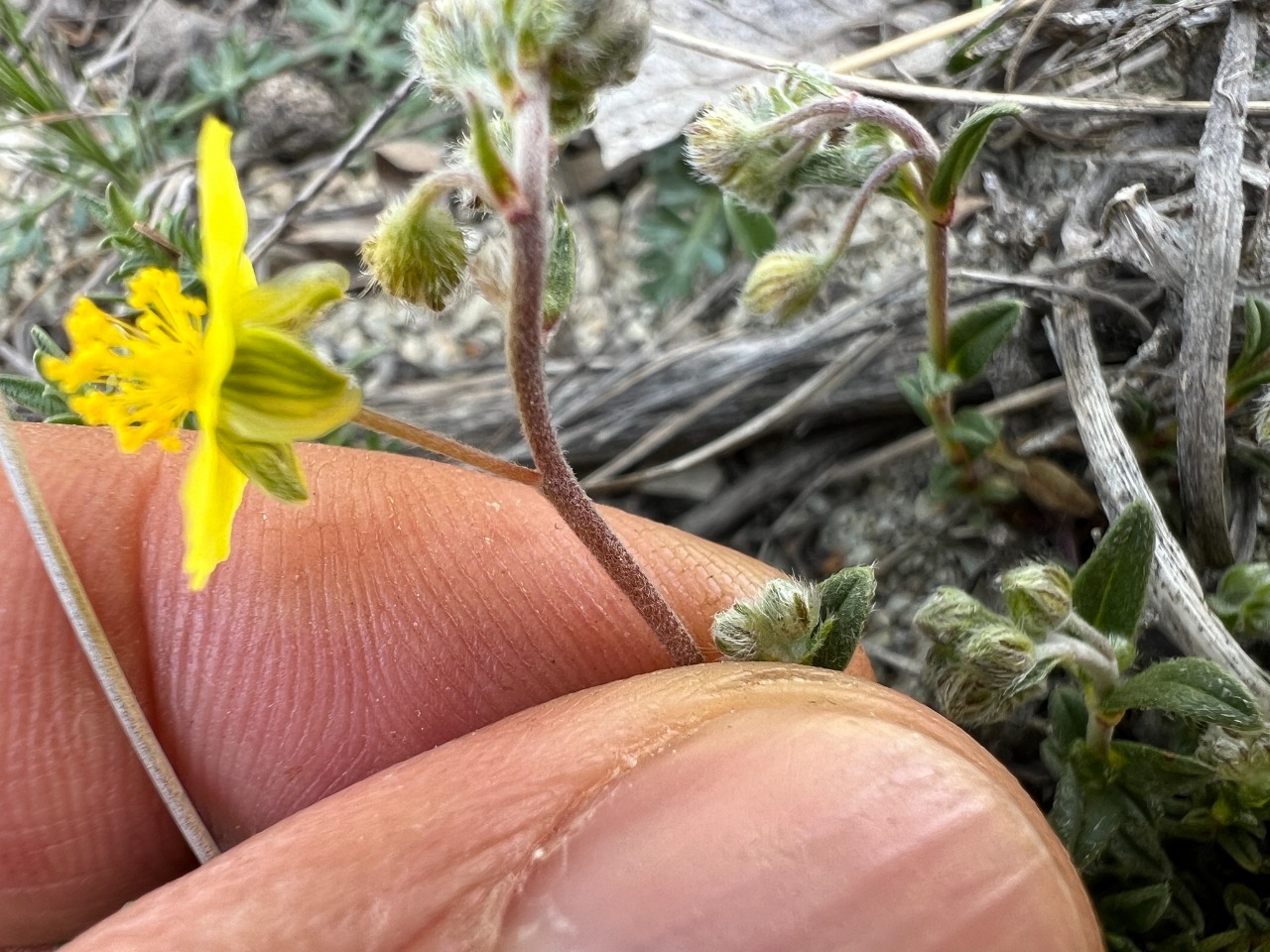 Helianthemum oelandicum