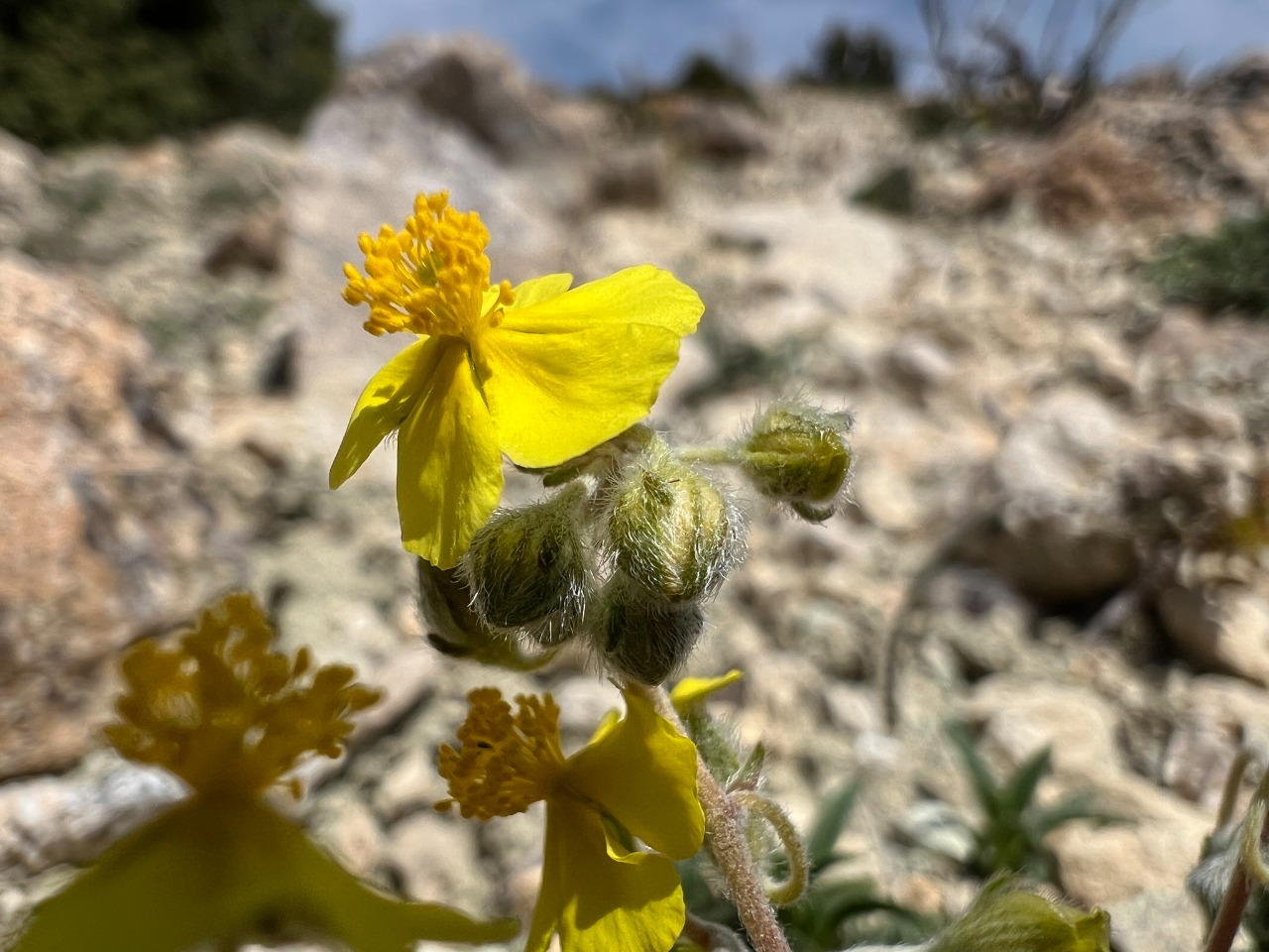 Helianthemum oelandicum