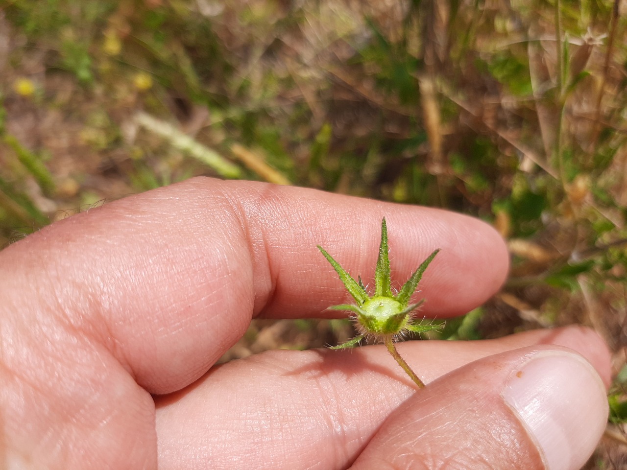 Malva cretica