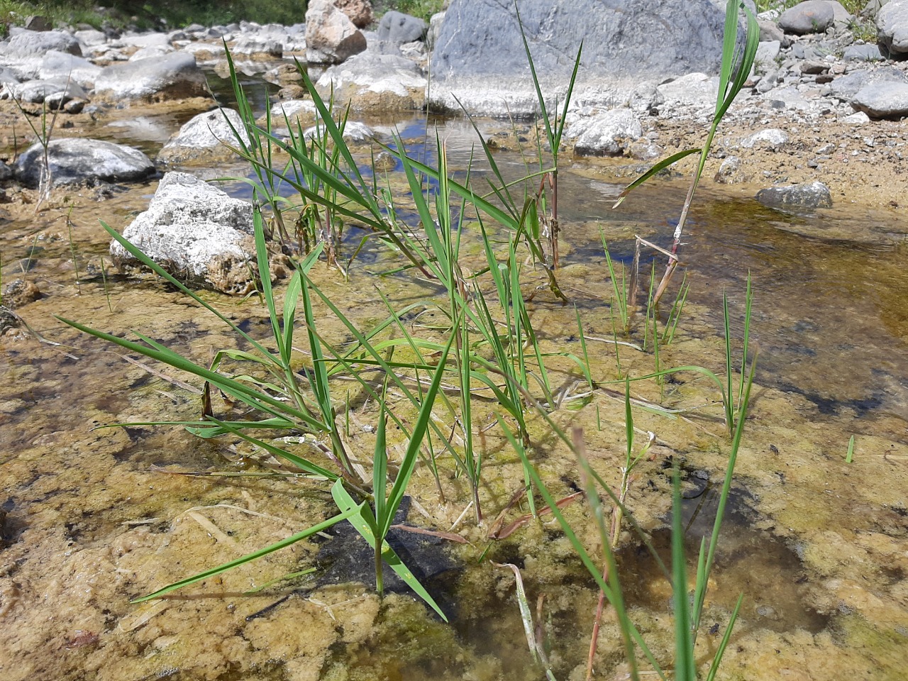 Panicum repens