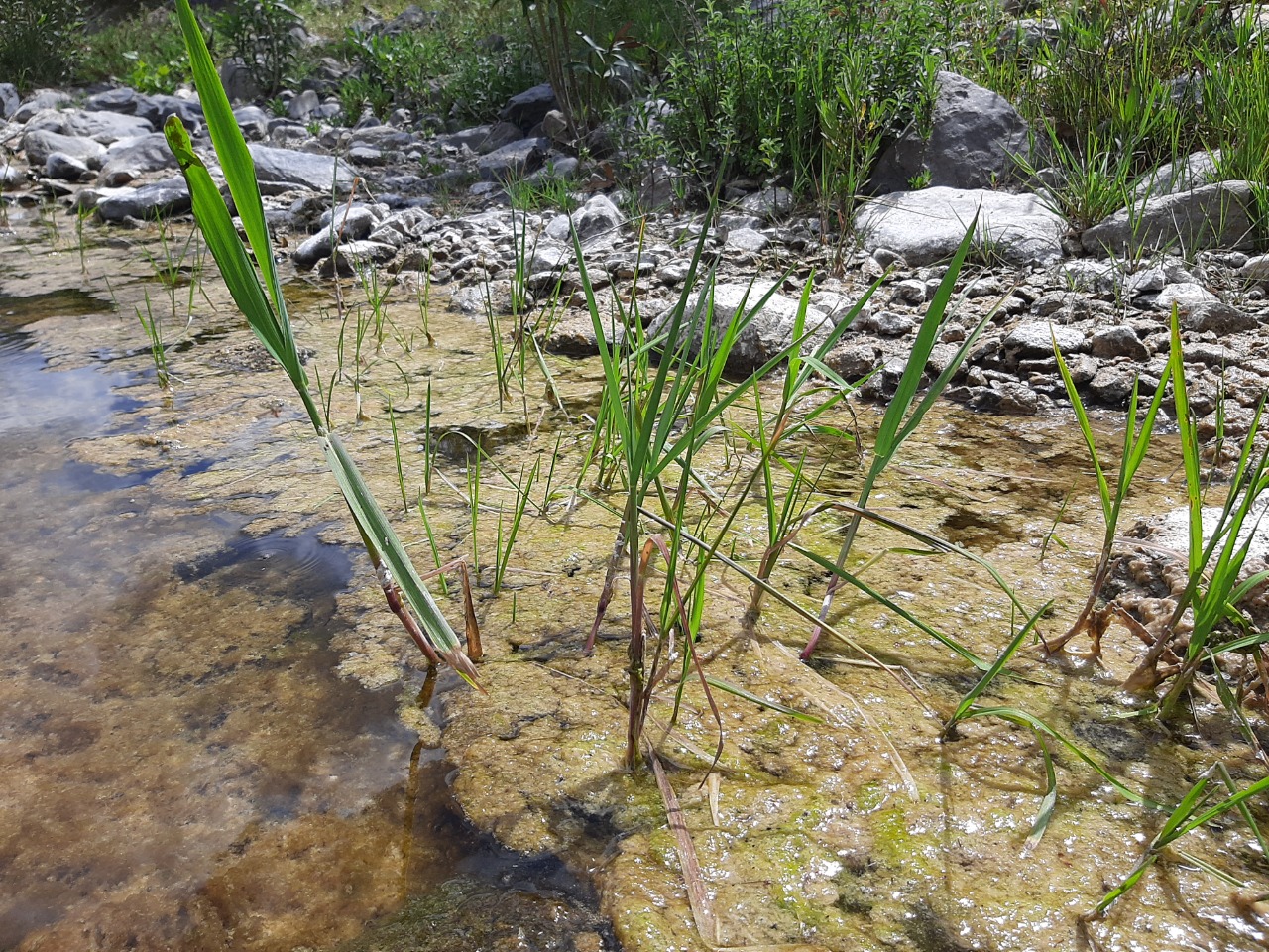 Panicum repens