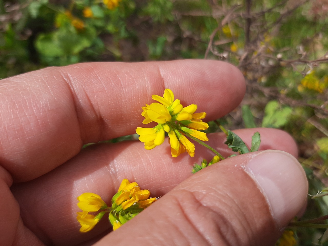 Trigonella corniculata