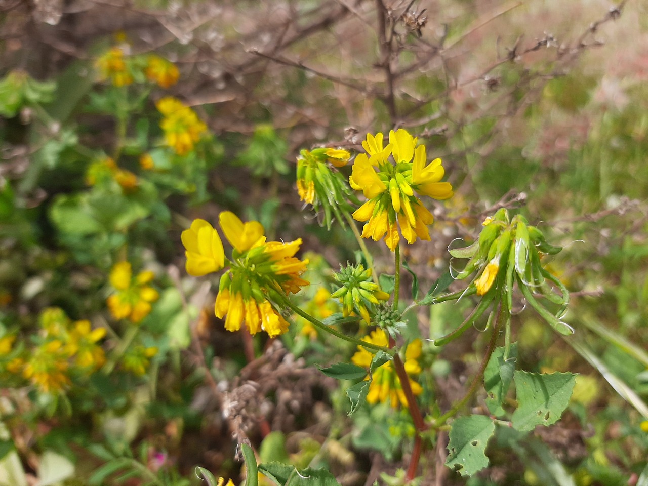 Trigonella corniculata