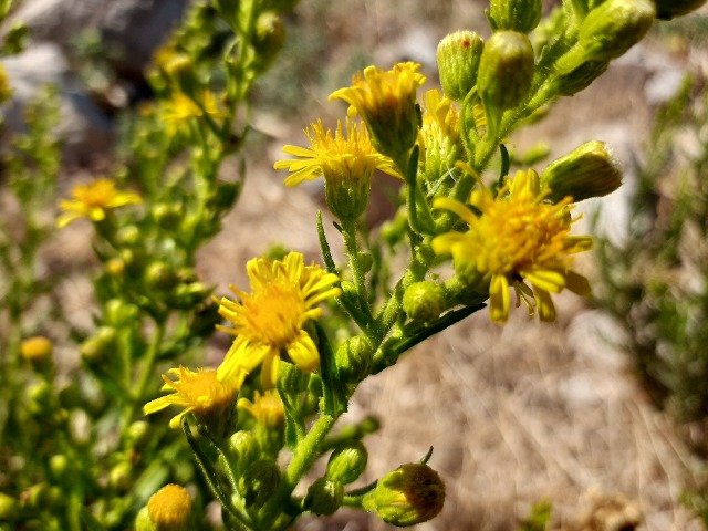 Dittrichia viscosa