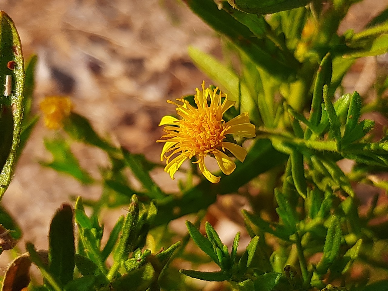 Dittrichia viscosa