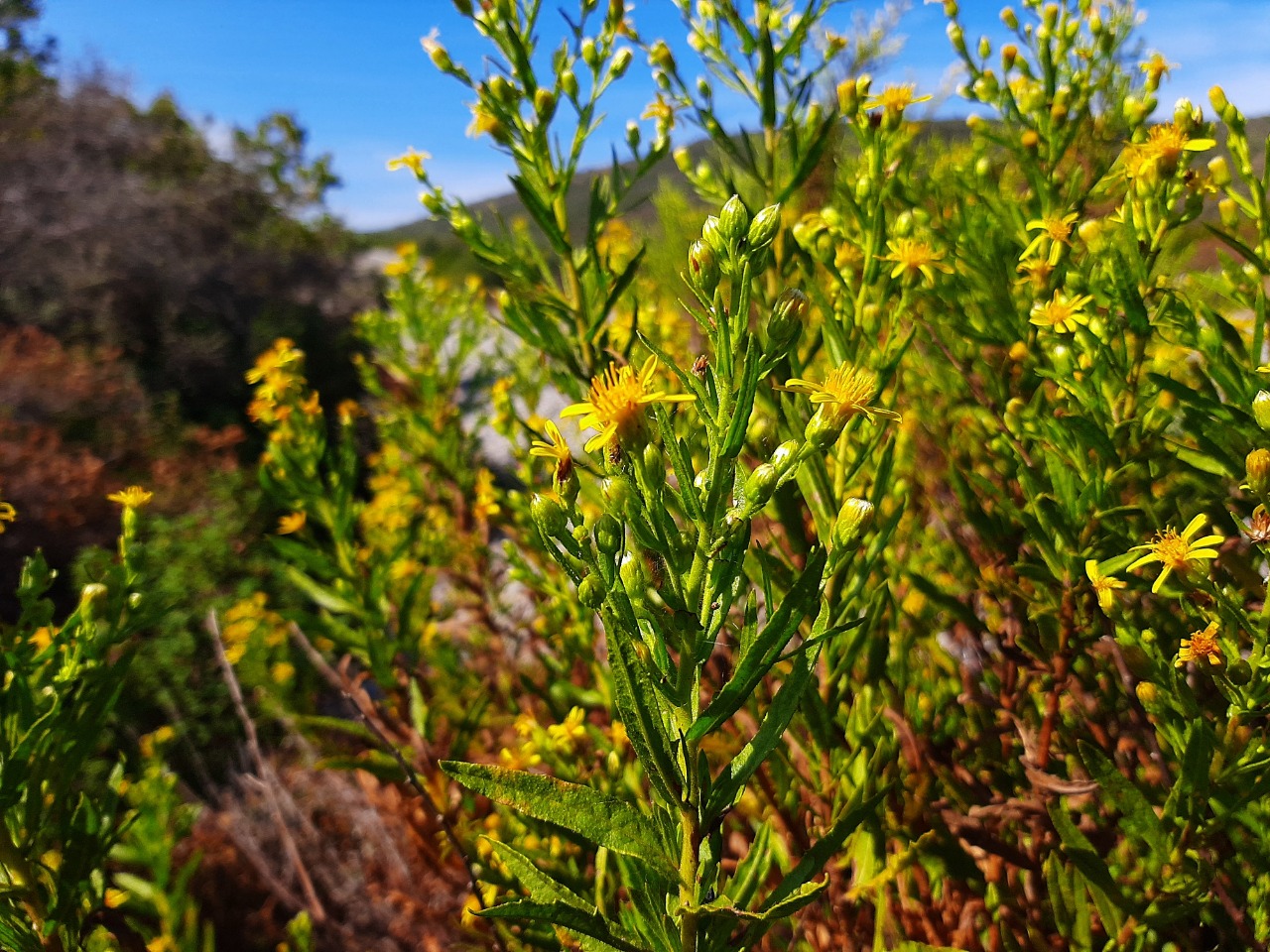 Dittrichia viscosa