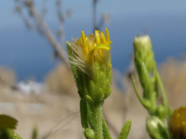 Dittrichia graveolens