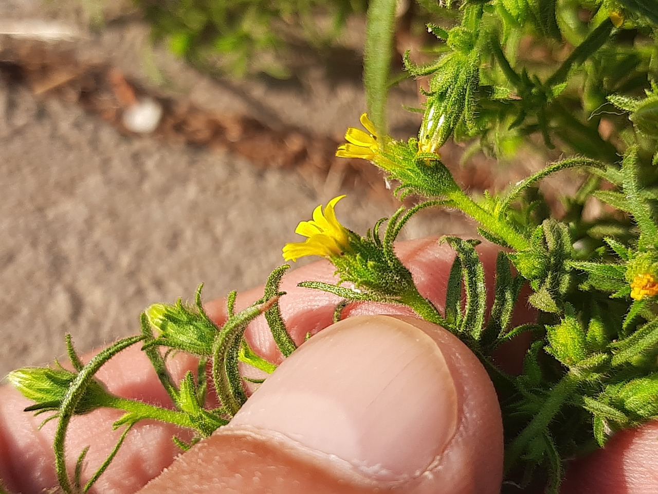 Dittrichia graveolens