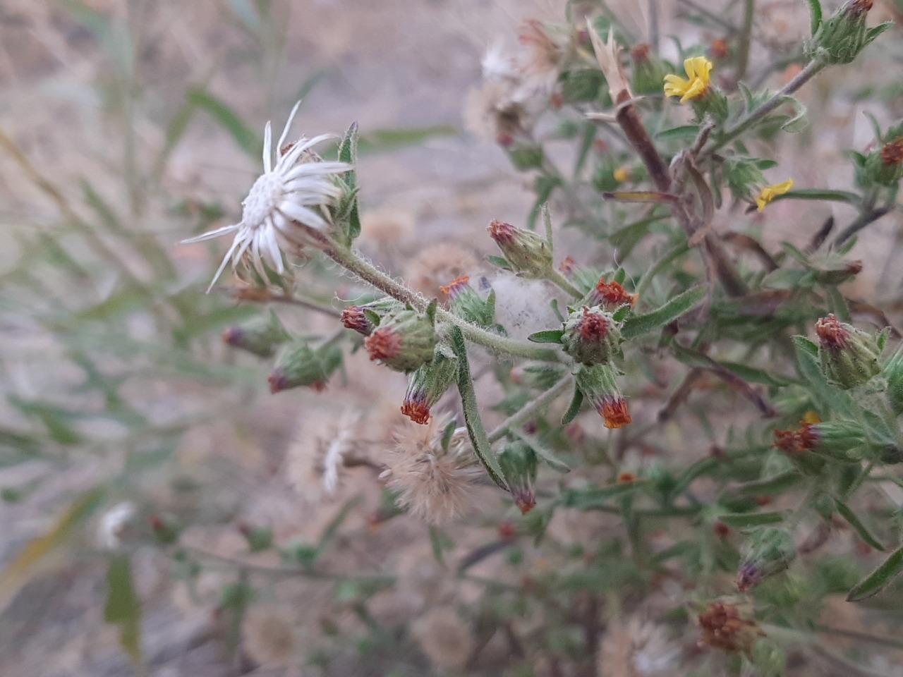 Dittrichia graveolens