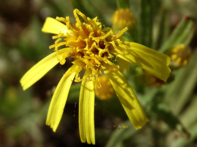 Dittrichia graveolens