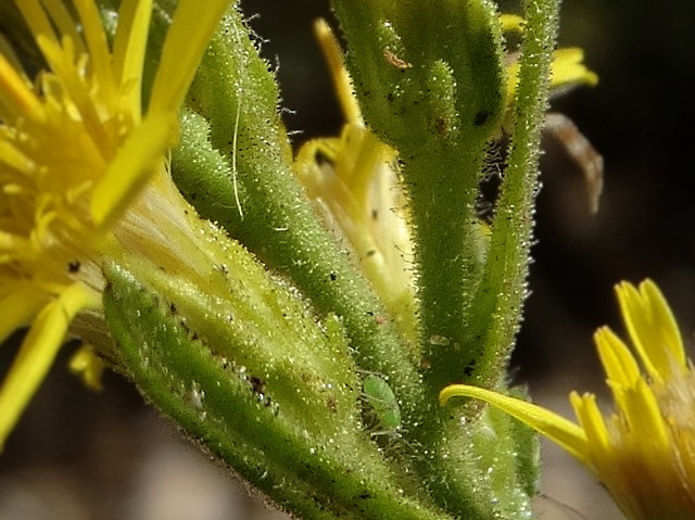 Dittrichia graveolens