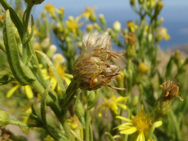 Dittrichia graveolens