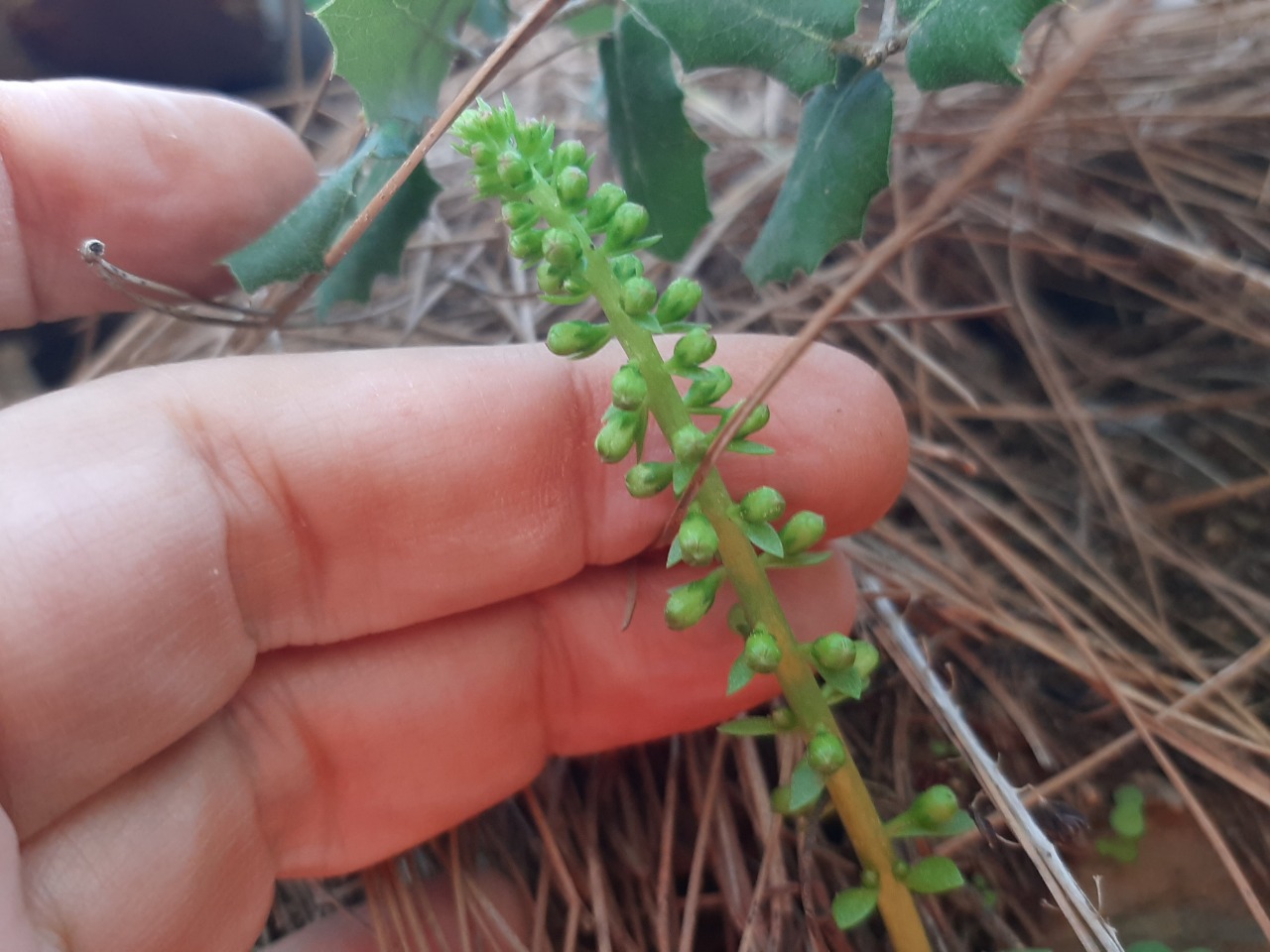Umbilicus rupestris
