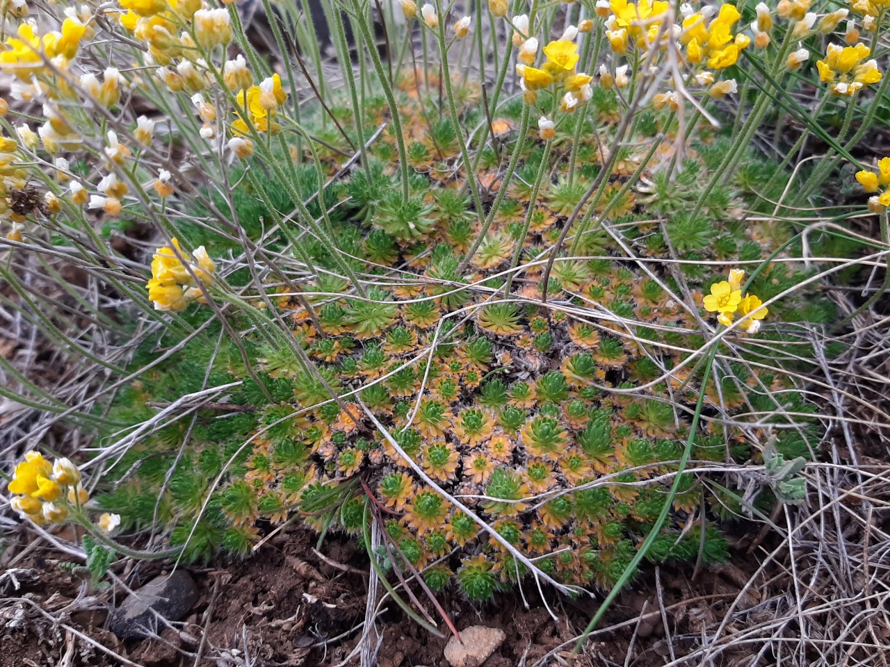 Draba bruniifolia subsp. bruniifolia