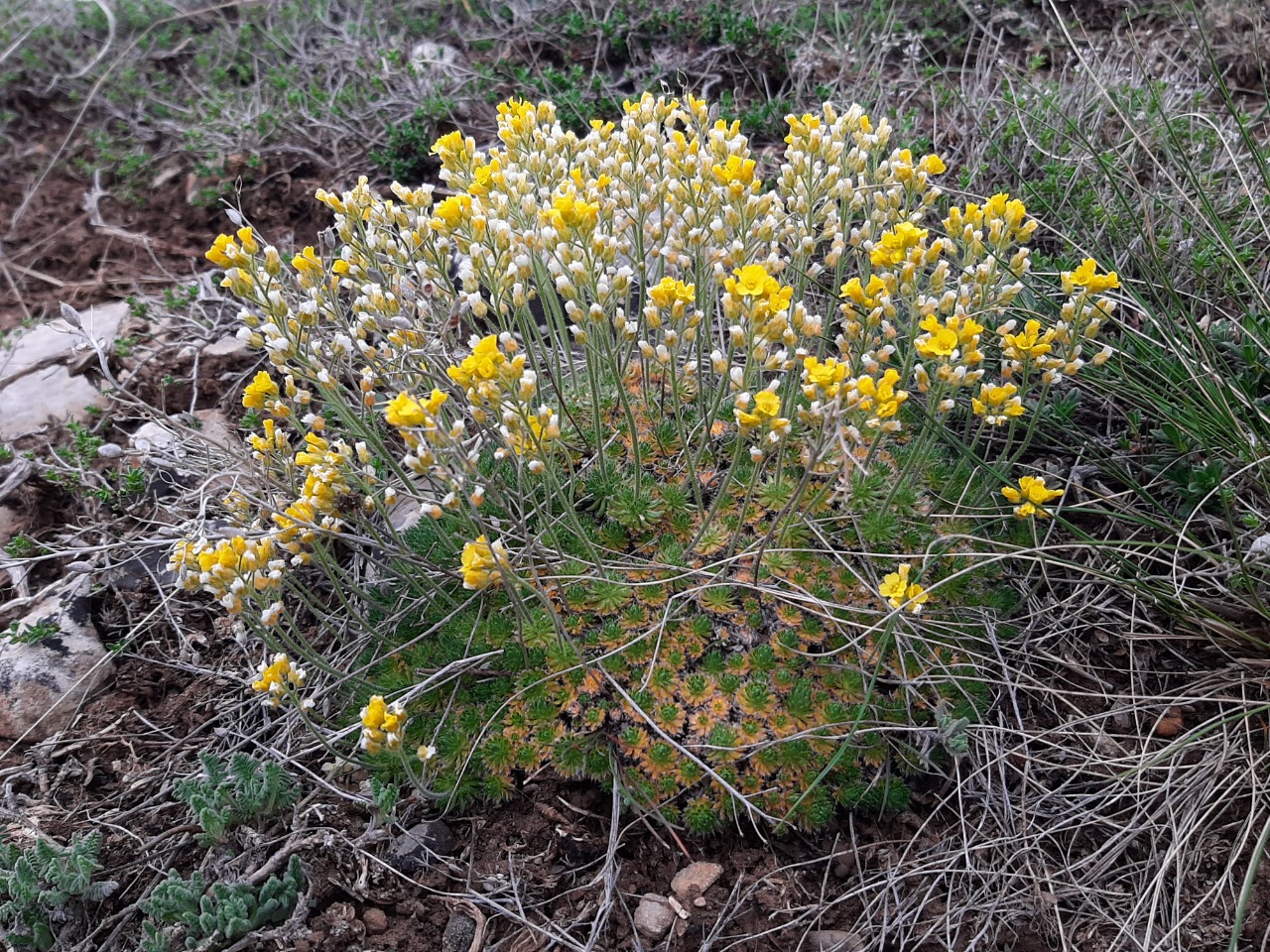 Draba bruniifolia subsp. bruniifolia