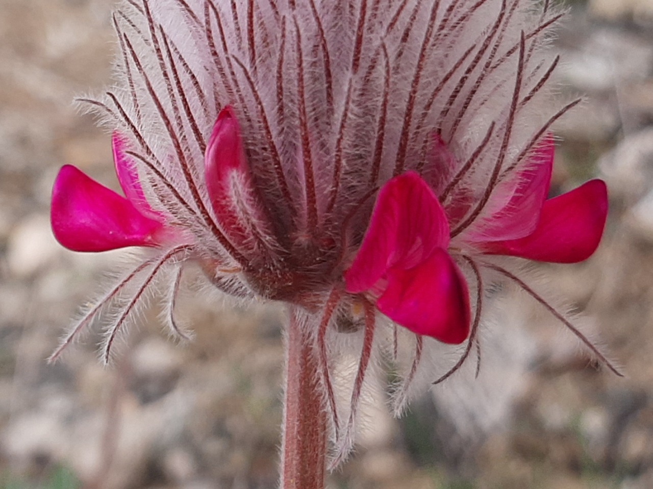 Ebenus longipes