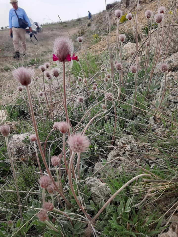 Ebenus longipes