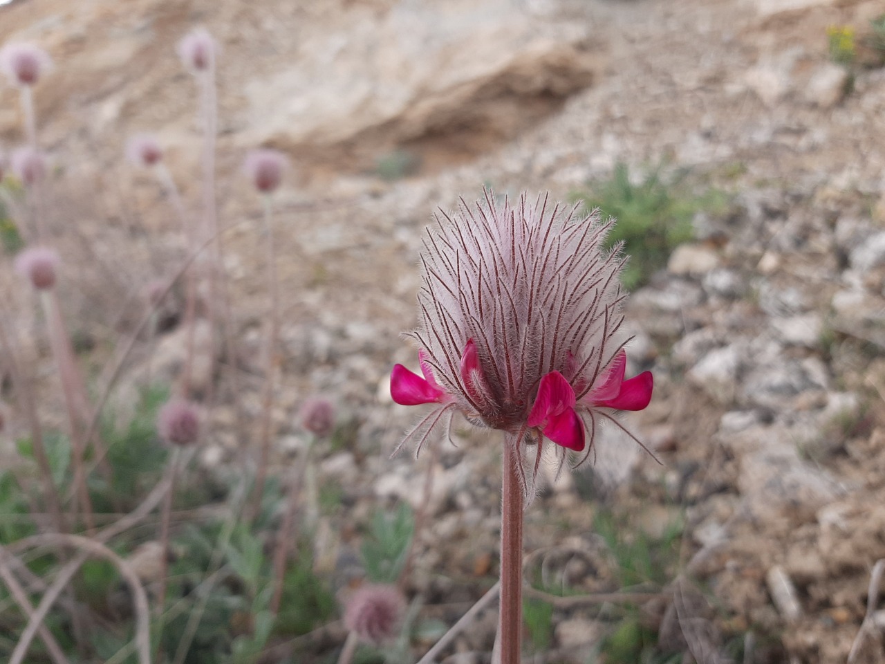 Ebenus longipes