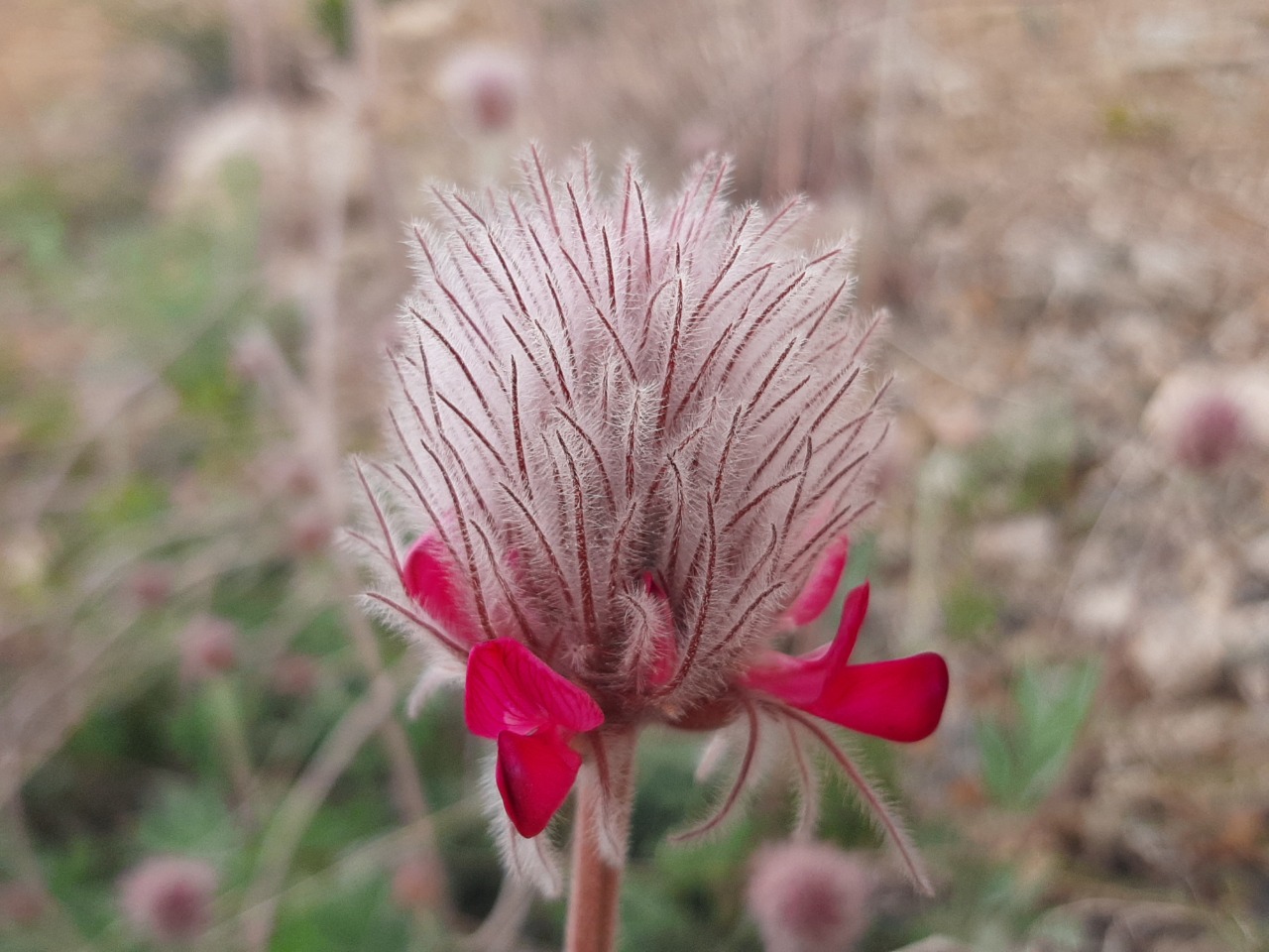 Ebenus longipes