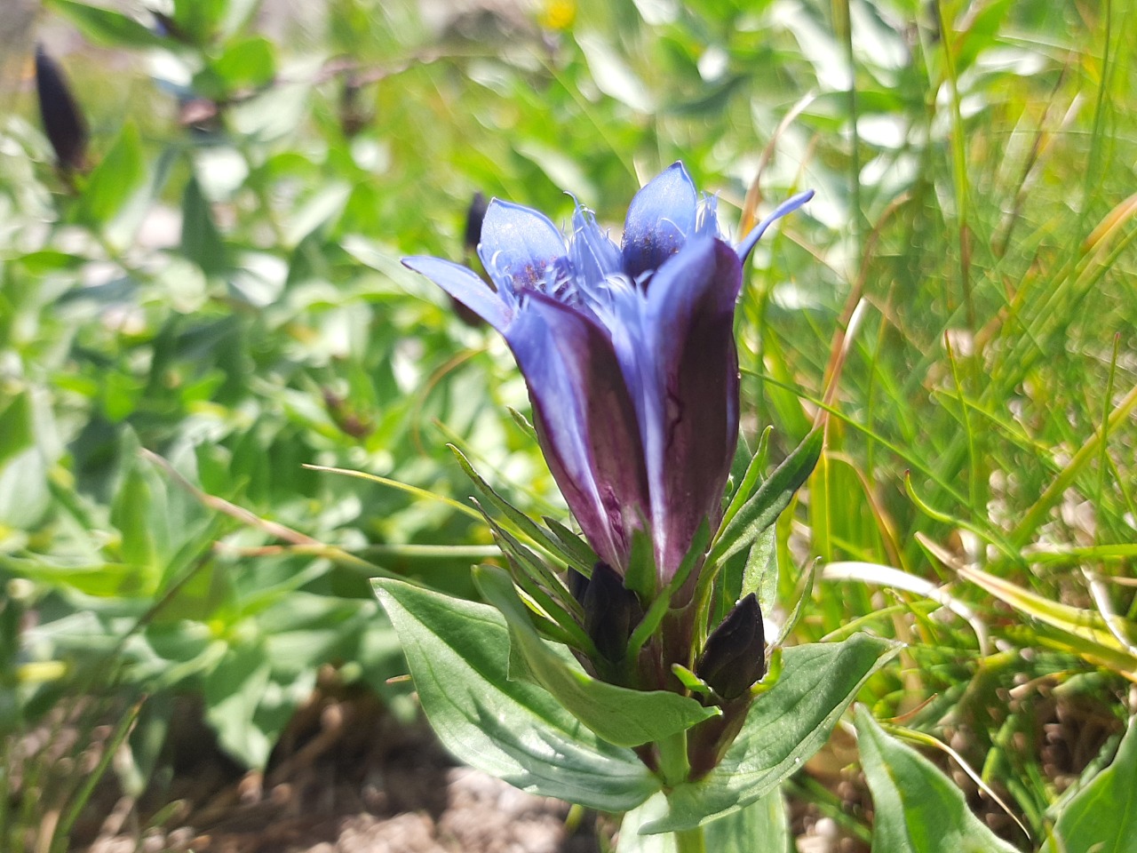 Gentiana septemfida