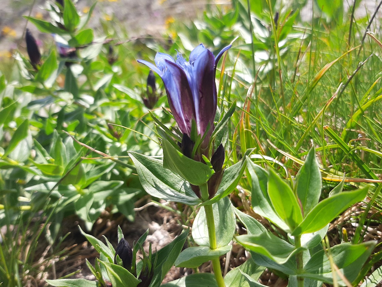 Gentiana septemfida