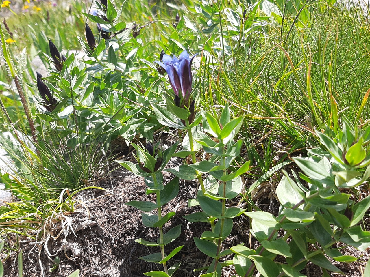 Gentiana septemfida