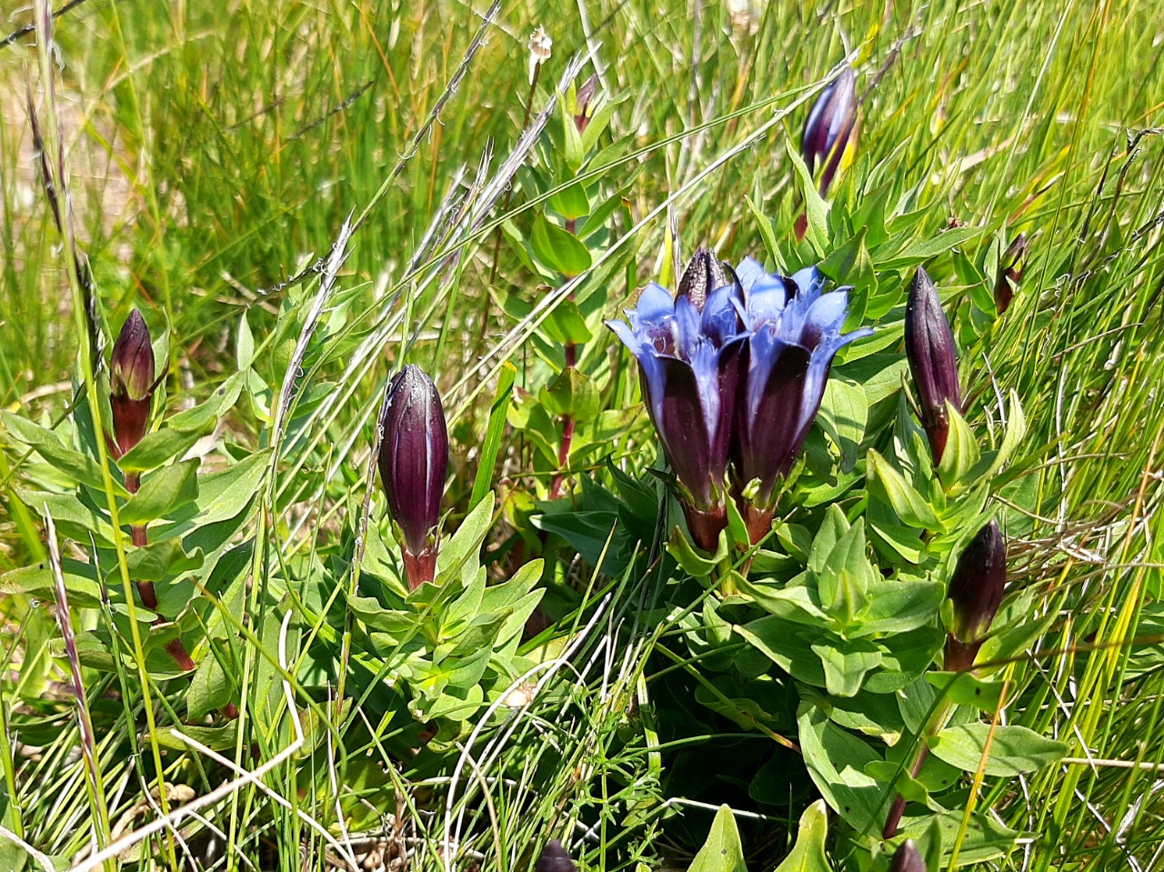 Gentiana septemfida