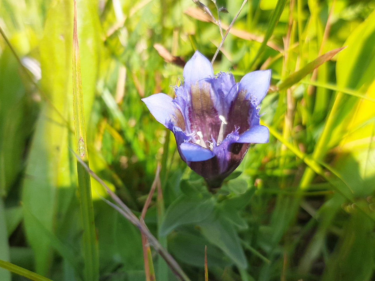 Gentiana septemfida