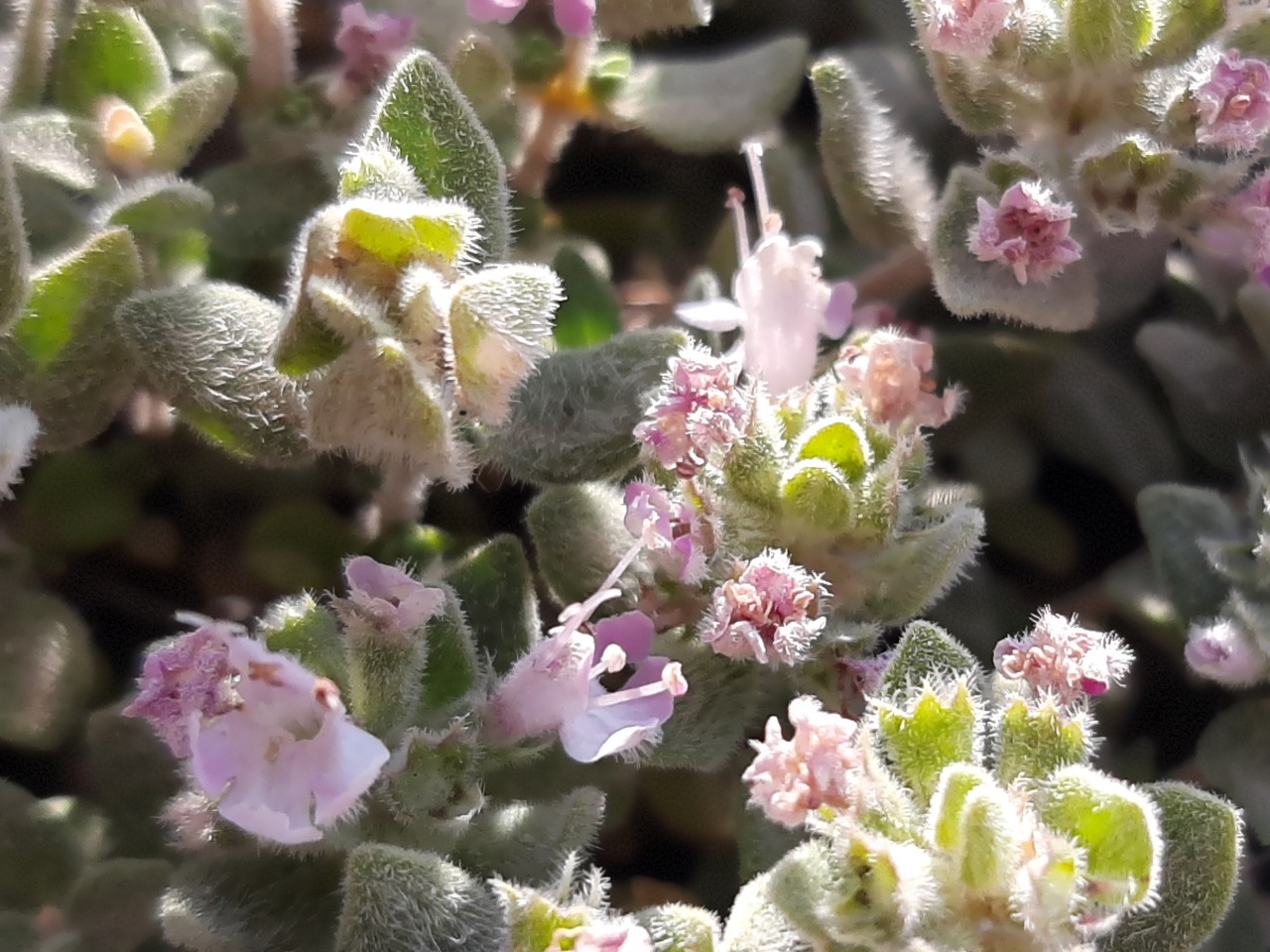 Ziziphora clinopodioides