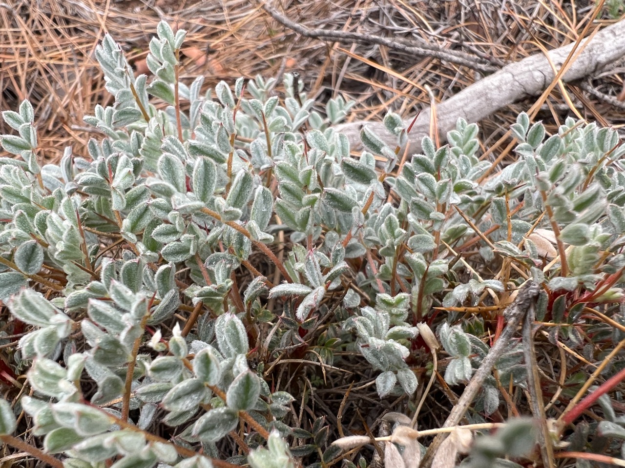 Astragalus cymbostegius