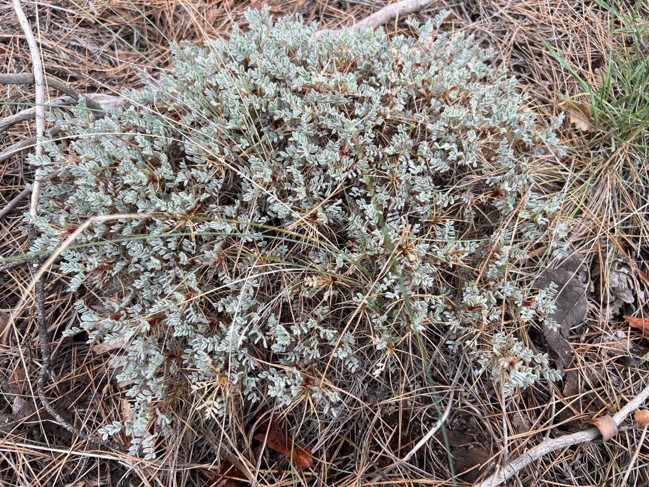 Astragalus cymbostegius